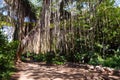 Amazing Banyan tree in the Maui Jungle