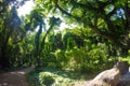 Amazing Banyan tree in the Maui Jungle