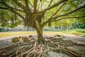 Amazing banyan tree trunk, roots and branches. City park. Shenzhen.