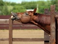 Amazing bay horse smiling and laughing showing its teeth