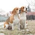 Amazing beagles in winter garden Royalty Free Stock Photo