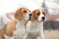 Amazing beagles in winter garden Royalty Free Stock Photo