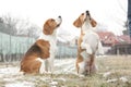 Amazing beagles in winter garden Royalty Free Stock Photo