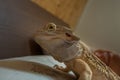 Bearded Dragon looking angry on the bed Royalty Free Stock Photo