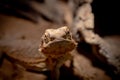 Bearded Dragon looking friendly Royalty Free Stock Photo