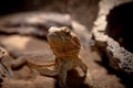 Bearded Dragon Pogona Henrylawsoni Royalty Free Stock Photo