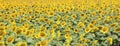 amazing beautiful background of flowered sunflowers in summer Royalty Free Stock Photo