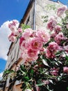 Amazing beautiful bush of fresh pink roses in spring time on the