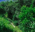 Amazing beautiful garden in the park with green trees