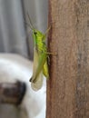 Amazing and beautiful grasshopper in summer day. Royalty Free Stock Photo