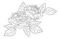 Amazing beautiful hand drawn bouquet of peonies. Black white outline sketch tattoo style. Rose peony flowers and leaves. Royalty Free Stock Photo