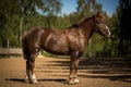 Beautiful horse trotting at the field. green trees on background Royalty Free Stock Photo