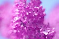 Amazing beautiful isolated pink flowers lilac on a blue sky background Royalty Free Stock Photo