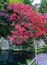 Amazing beautiful japanese maple tree with red leaves in a water landscape scenery with rocks autumn season peaceful background Royalty Free Stock Photo