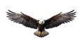 Amazing beautiful majestic wings of eagle flying