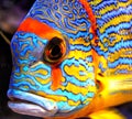 amazing and beautiful multicolored fish in macro