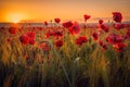 Amazing beautiful multitude of poppies growing in a field of wheat at sunrise with dew drops Royalty Free Stock Photo