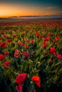 Amazing beautiful multitude of poppies growing in a field of wheat Royalty Free Stock Photo
