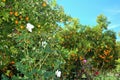 Amazing beautiful orange trees beside roses.