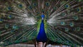 Amazing and beautiful peacock fan its tail