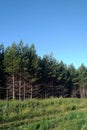Amazing and beautiful pine forest in  hot summer day. Royalty Free Stock Photo