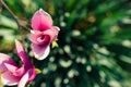 Amazing beautiful pink magnolia flower, top view. Spring time, weather and flowers. Close up of pink magnolia blossoms Royalty Free Stock Photo