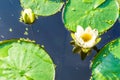 Amazing beautiful pond macro of white water lilly