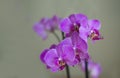 Amazing beautiful purple orchid flowers