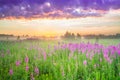 Amazing beautiful rural landscape with sunrise  and  blossoming meadow Royalty Free Stock Photo