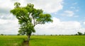Amazing and beautiful. The shade big tree standing in rice field Royalty Free Stock Photo