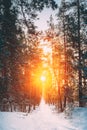 Amazing Beautiful sunset sunrise sun sunshine in sunny winter snowy forest. Royalty Free Stock Photo