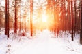 Amazing Beautiful sunset sunrise sun sunshine in sunny winter snowy Royalty Free Stock Photo