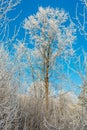 Amazing beautiful tree covered with frost and snow. Wallpaper image,  vertical photo. Tiny branches in white cold winter. Royalty Free Stock Photo