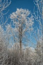 Amazing beautiful tree covered with frost and snow. Wallpaper image, vertical photo. Tiny branches in white cold winter.