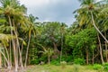 Amazing beautiful tropical landscape with coconut palm trees grove and ancient tree at the Landhoo island at Noonu atoll Royalty Free Stock Photo