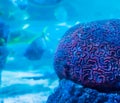 Amazing beautiful underwater aquatic sea landscape background of a red brain coral in close up with swimming fish in the backgroun Royalty Free Stock Photo