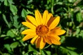 Amazing beautiful vibrant yellow chamomile flower Royalty Free Stock Photo