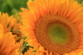 Amazing beauty in the face of a sunflower Royalty Free Stock Photo