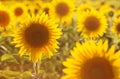 Amazing beauty of golden sunlight on sunflower petals. Beautiful view on field of sunflowers at sunset Royalty Free Stock Photo