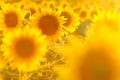 Amazing beauty of golden sunlight on sunflower petals. Beautiful view on field of sunflowers at sunset Royalty Free Stock Photo