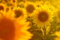 Amazing beauty of golden sunlight on sunflower petals. Beautiful view on field of sunflowers at sunset Royalty Free Stock Photo