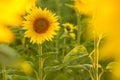 Amazing beauty of golden sunlight on sunflower petals. Beautiful view on field of sunflowers at sunset Royalty Free Stock Photo