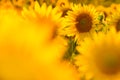 Amazing beauty of golden sunlight on sunflower petals. Beautiful view on field of sunflowers at sunset Royalty Free Stock Photo