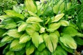 Amazing beauty hosta with white yellow and green lleaves in the garden.