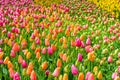 Amazing bed of flowers with fresh colorful tulips. Tulips are mainly orange and pink. Morning dew on the flowers. Beatiful nature Royalty Free Stock Photo