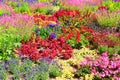 Amazing bed of flowers with many different flower species. The wonderful flowers have bright colors, mainly red, pink and purple