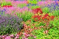 Amazing bed of flowers with many different species of beautiful blooming flowers. The leaves colors are pink, red, or violet Royalty Free Stock Photo