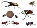 Amazing beetles