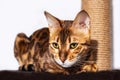 Amazing bengal cat resting on claw sharpener.