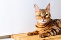 Amazing bengal domestic cat with copy space.